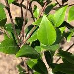 Diospyros whyteana Hoja
