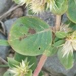 Alternanthera pungens Leaf