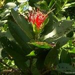 Sonneratia caseolaris Flower