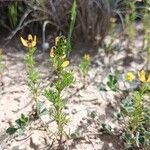 Adonis microcarpa Fruit