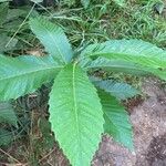 Castanea dentata Leaf