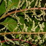 Miconia trinervia Leaf