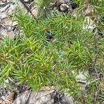 Juniperus communis Levél