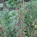 Leonurus quinquelobatus Hoja
