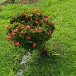 Ixora chinensisFlower