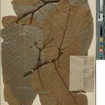 Annona neoinsignis Leaf