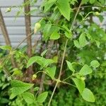 Clematis occidentalis Folio