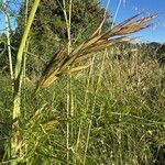 Bromus lanceolatus 果実