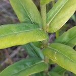Coutoubea spicata Leaf