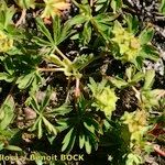 Alchemilla pentaphyllea Συνήθη χαρακτηριστικά