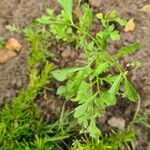 Lepidium sativumLeaf