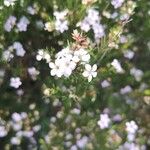 Diosma hirsuta 花