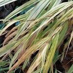 Hakonechloa macra Leaf