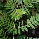 Osmunda regalis برگ