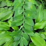 Polygonatum biflorum Blad