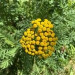 Tanacetum vulgareBlomst