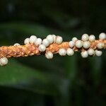 Calyptrogyne trichostachys Fruto