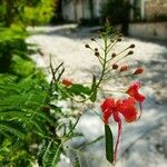 Caesalpinia pulcherrimaΛουλούδι