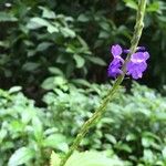 Stachytarpheta urticifolia Blüte
