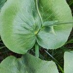 Ranunculus thora Leaf