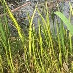 Typha domingensis Folha