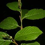 Ticodendron incognitum Hoja