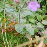 Clinopodium grandiflorum Blatt