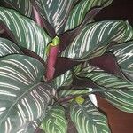 Calathea sanderiana Hoja