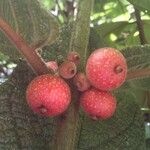 Siparuna grandiflora Frukt