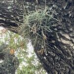 Tillandsia recurvata Blad