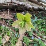 Helleborus viridisHoja