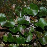 Adiantum reniforme Habitat