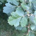 Rhus aromatica Leaf