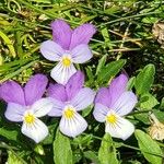 Viola tricolor Kwiat