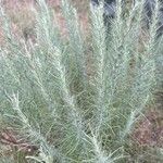 Artemisia filifolia Leaf