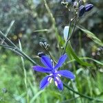 Pasithea caerulea Flower