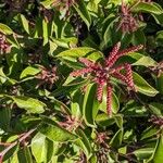 Rhus ovata Flower