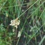Carex divisa Çiçek