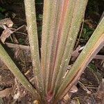 Calathea lasiostachya Corteza