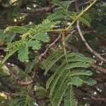 Albizia harveyi 整株植物