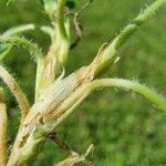 Trifolium fragiferum Blatt