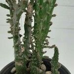 Opuntia triacanthos List