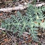 Thapsia villosa Leaf