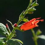 Salvia haenkei Flor