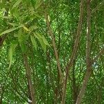 Salix × fragilis autre