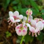 Chimaphila umbellata Λουλούδι