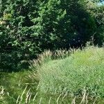 Phalaris arundinacea Feuille