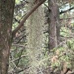 Tillandsia usneoides Levél