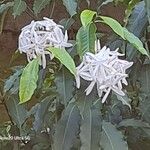 Kopsia singapurensis Flower