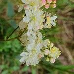 Filipendula vulgarisFlower